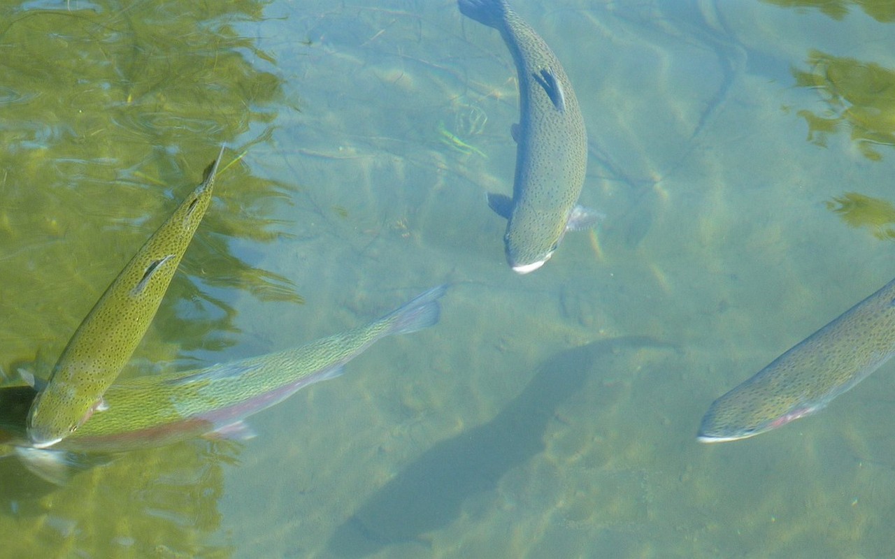 Fishing in Estes Park